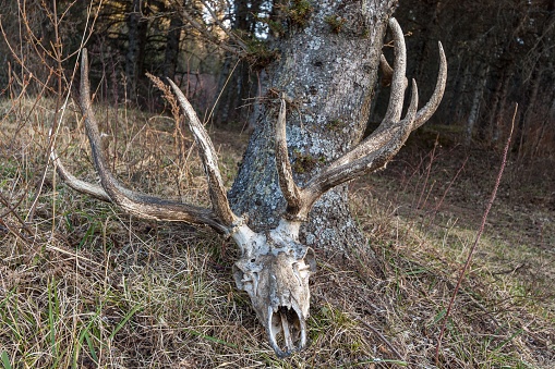 A closeup of a deer skull with horns on dry grass near tree trunk under the sunlight