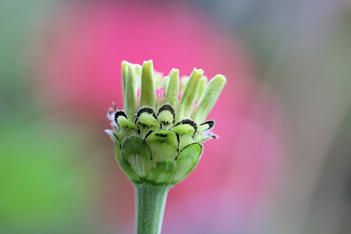 Primer Plano De Sépalos De Una Flor Con Un Fondo Borroso Foto de stock y más banco de imágenes de Aire libre - iStock Primer Plano De Sépalos De Una Flor Con Un Fondo Borroso Foto de stock y más banco de imágenes de Aire libre - iStock