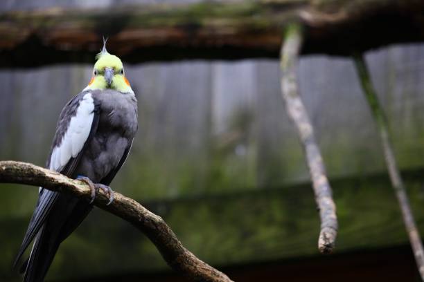 istock Selective focus shot of a cockatiel on a branch while looking at the camera 1438909153
