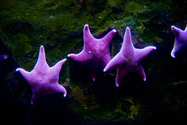 istock Purple starfish under the sea 1438909267