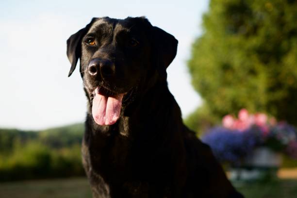 istock Shiny black dog in a garden 1438909389