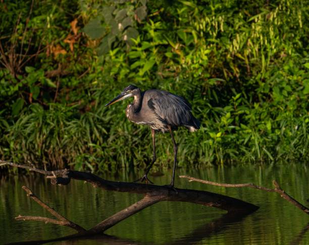 istock Great blue heron (Ardea herodias) in a marsh in a green forest 1438909472