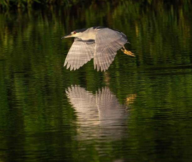 istock Black-crowned night heron (Nycticorax nycticorax) above the water in a forest 1438909476