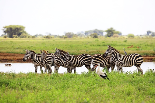 A group of Zebras and a white stork in Tsavo East National park, Kenya, Africa