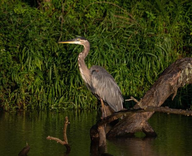 istock Great blue heron (Ardea herodias) in a marsh in a green forest 1438909510