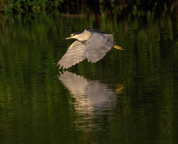 istock Black-crowned night heron (Nycticorax nycticorax) above the water in a forest 1438909555