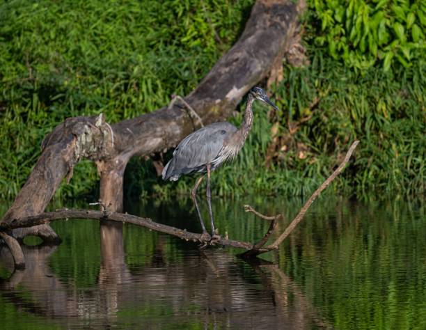istock Great blue heron (Ardea herodias) in a marsh in a green forest 1438909565