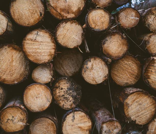 istock A pile of cut tree trunks in a forest 1438909577