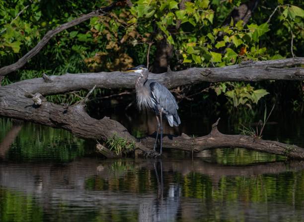 istock Great blue heron (Ardea herodias) in a marsh in a green forest 1438909580