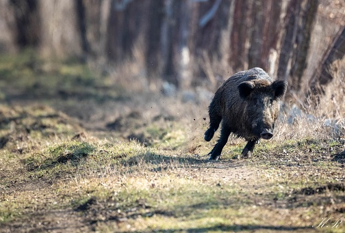 A black boar running through the forest under the sunlight with a blurry background