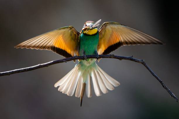 Closeup of a Bee-eater eating a dragonfly under the sunlight with a blurry background