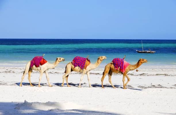 istock Camels walking behind each other on Diani Beach, Kenya 1438910323
