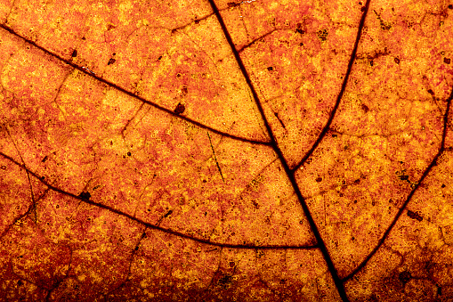 macro shot of colorful autumn leaves