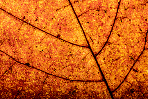 Autumn maple tree leaves full frame arrangement with many colorful leaves