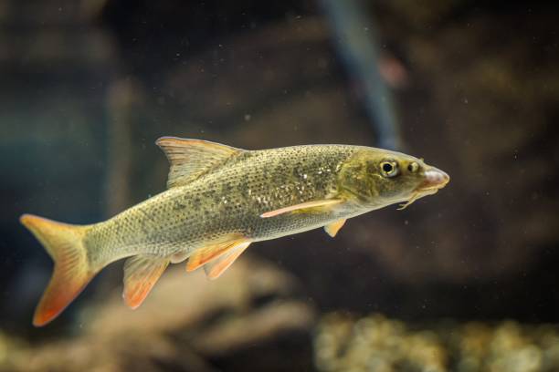 istock Closeup shot of a small fish underwater 1438910372