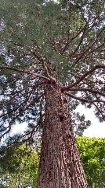 istock Low angle shot of a pine tree with lots of branches and needles during spring 1438910405