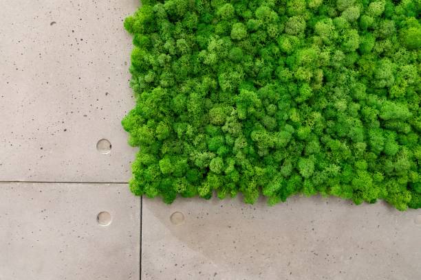 istock Moss wall with interesting textures - great for a cool background or wallpaper 1438910560