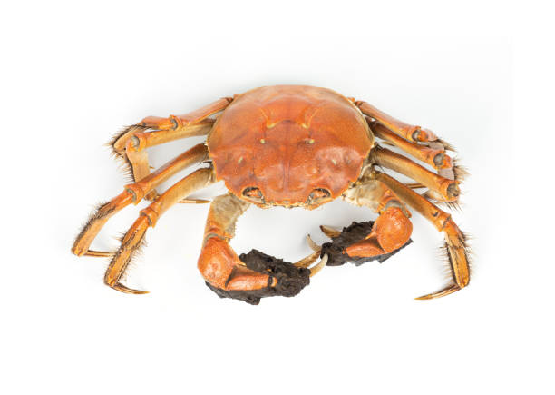 Chinese Mitten Crab on White Background