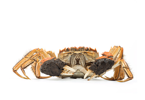 Selective focus of Fresh Crucifix Crab isolated on a White Background.