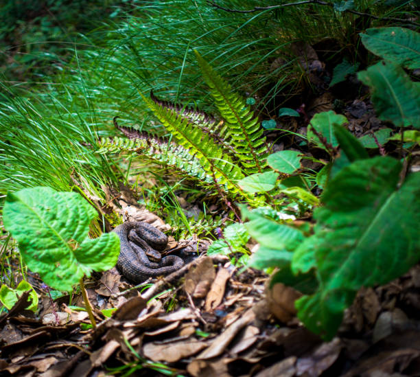 Gloydius himalayanus also known as the Himalayan pit viper snake or the Himalayan viper in the deodar forest. Foot hills of the Himalayas, Himachal Pradesh India.