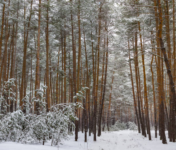 istock quiet snowbounf pine forest glade, winter natural scene 1438912110