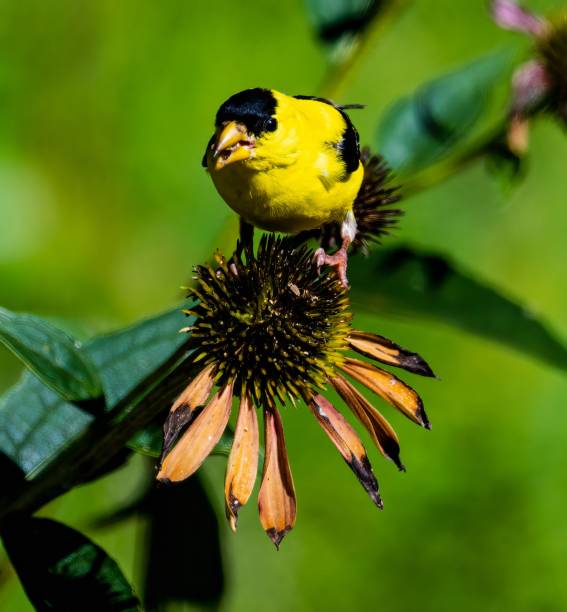 istock American goldfinch (Spinus tristis) on a flower 1438912828