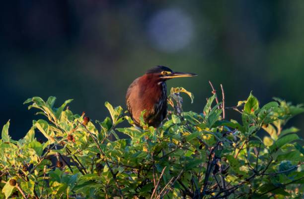 green heron (butorides virescens) on a green tree - virescens imagens e fotografias de stock