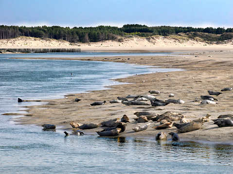 Group of gray seals or Atlantic seal and the horsehead seal (Halichoerus grypus) of the Bay of Authie near of Berck in France
