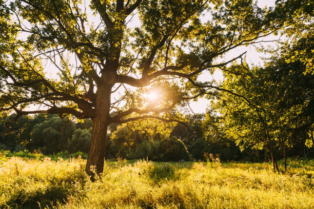 istock Old oak tree in Summer sunny day. Sunlight Sunshine Through Oak Forest Tree. Sunny Nature Wood Sunlight. Close up green greenery lush branches 1438915468