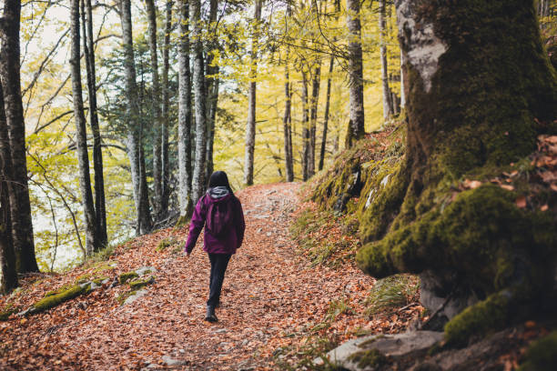 Girl on a fallen beech tree while hiking through the forest in Autumn. stock photo