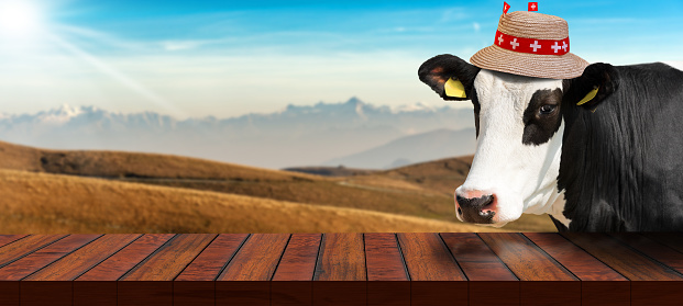 Close-up of an empty wooden table and a white and black Swiss dairy cow (heifer) looking at the camera, on a mountain landscape. Template for dairy products.