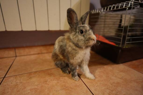 istock Seated fluffy brown rabbit indoors 1438918408