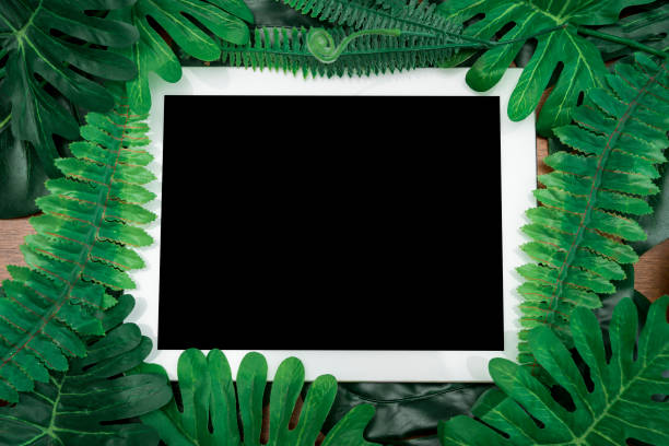 istock White frame, black isolated background and tropical phoenix palm leaves. leaves on a white background. 1438920209