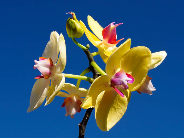 istock Yellow and red orchids on blue background 1438921246