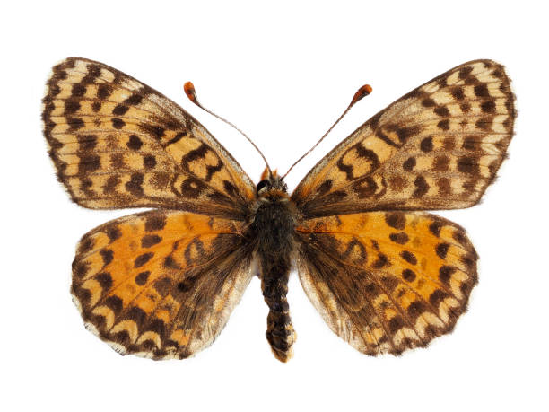 istock Isolated female spotted fritillary butterfly 1438921353