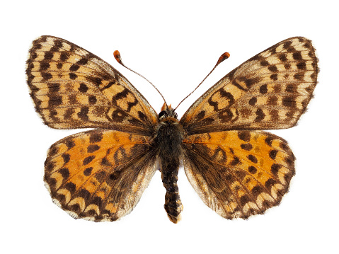 Female spotted fritillary or red-band fritillary butterfly (Melitaea didyma) isolated on white background
