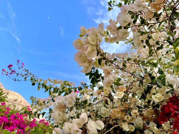 Pink Bougainvillea flowers branches, close-up photo. Santorini, Cyclades, Greece