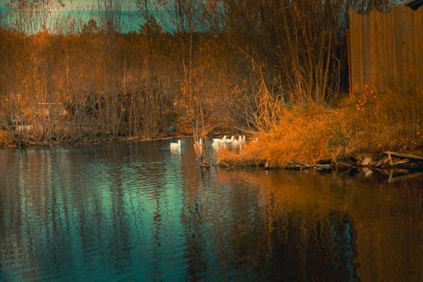 A flock of geese in a forest lake overgrown with bushes