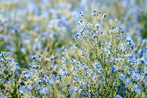 Beautiful little blue flowering flax flowers closeup waving in the wind