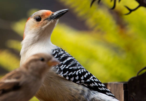 istock Woodpecker on the backyard suet feeder 1438923637