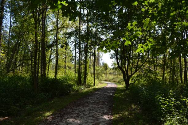 istock Partially shaded dirt path through tall trees in the countryside on a sunny day 1438923980