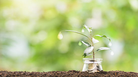 Growing tree in a jar, coin holder, growth concept. from saving money,
Finance and investment, wealth planning, from profit to success,Starting point, management, retirement plan for the future