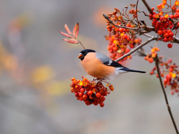 istock Bullfinch, Pyrrhula pyrrhula 1438925271