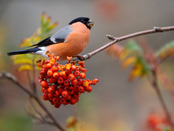 istock Bullfinch, Pyrrhula pyrrhula 1438925308