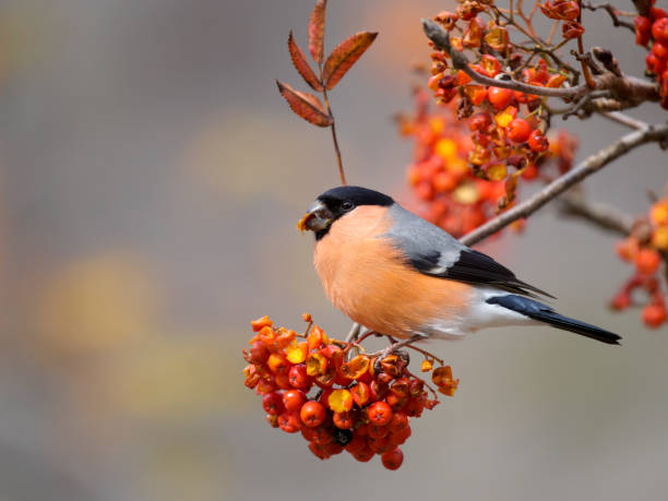 istock Bullfinch, Pyrrhula pyrrhula 1438925318
