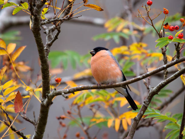 istock Bullfinch, Pyrrhula pyrrhula 1438925327