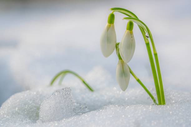 istock Selective focus shot of a beautiful snowdrop flower with a blurred background 1438925837