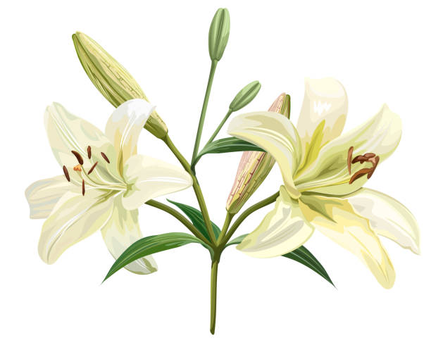 weiße lilienblüte isoliert auf weißem hintergrund, vektorillustration. - madonnenlilie stock-grafiken, -clipart, -cartoons und -symbole