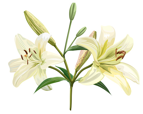 White lily flower isolated on white background, vector illustration.