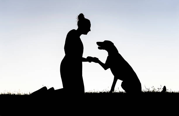 woman and her friend dog on the beautiful back lit sunset - back lit women one person spring imagens e fotografias de stock